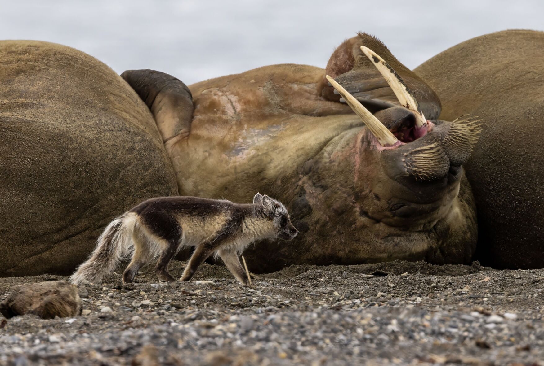 Ardneset, Fox with Walruses CREDIT Swan Hellenic.JPG